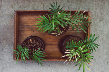 small parlour palm plants indoor on wooden tray
