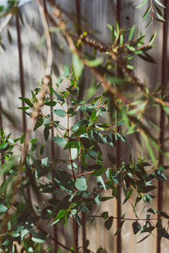 small eucalyptus plant outdoor in sunny backyard next to fence
