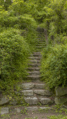 A forest staircase