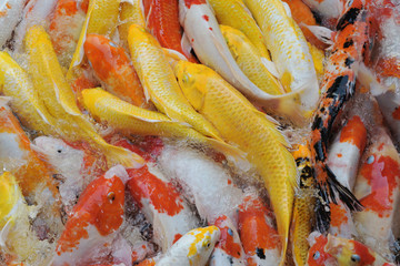 Fancy carp in the pool