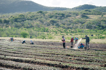 Farmers groing onion