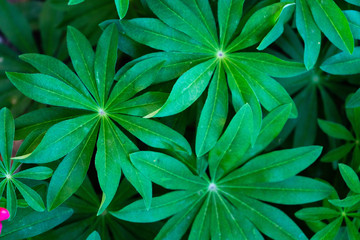 Green leaves of lupine. Beautiful composition of unusual leaves