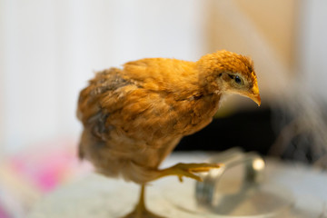 Easter Chicken