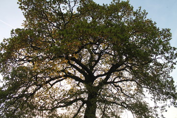 Sunlight through tree