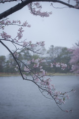 3月の雪桜