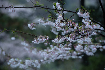 3月の雪桜