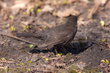 thrush on the ground