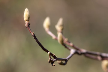 magnolia branch in the spring