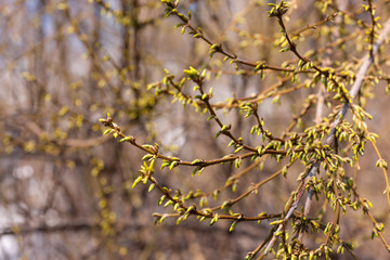 tree branches with green buds