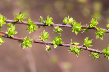 tree branches with green buds