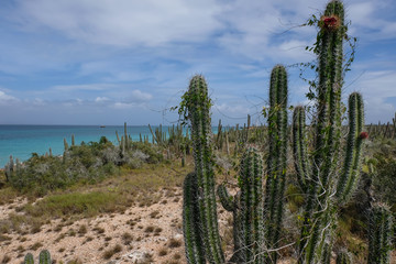 Tropical vegetation with cactus in a caribbean island (Cubagua, Venezuela).