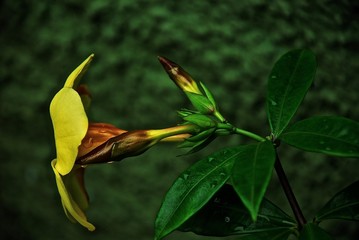 Flor amarela