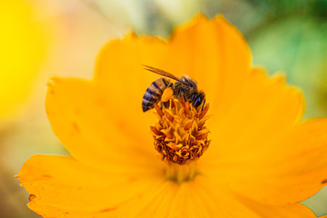 Bee on Flower.