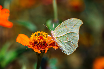 south american butterfly