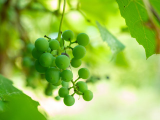 Fresh green grapes in cluster on vine with selective focus with copy space.