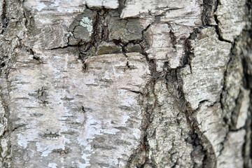 texture of birch bark macro