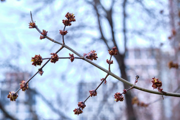 almost tree on a branch