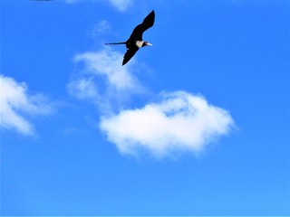 bird in flight