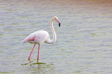 Flamingoes in river feeding