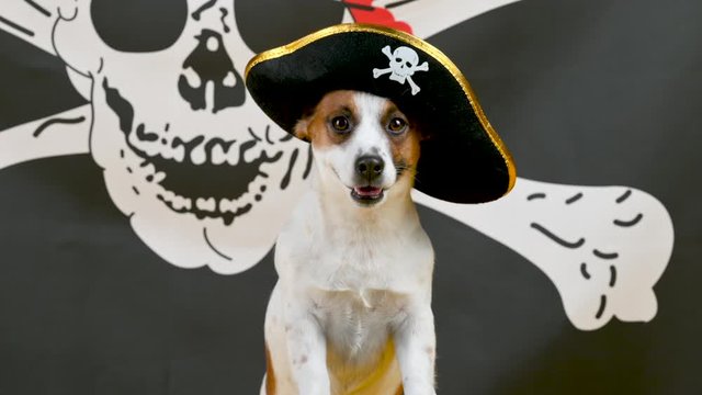 Portrait of a funny Jack Russell Terrier dog in a pirate hat on a pirate flag background. Pets. Background for your text and design.