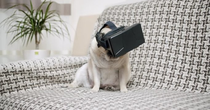 Funny cute pug dog using a virtual reality headset. Pug dog wearing virtual reality glasses. Watching virtual food and licking with hunger. Pet in VR gadget.