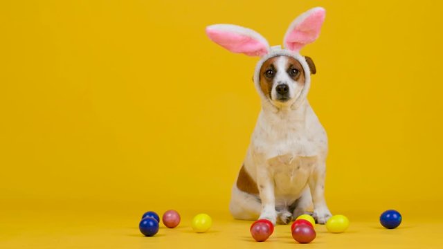 A funny dog wears Easter bunny ears sitting next to colorful Easter eggs on a yellow studio background.