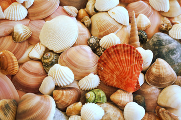 Mixed colorful sea shells texture