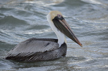 Brown pelican