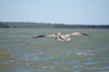 Fototapeta na wymiar brown pelican flying