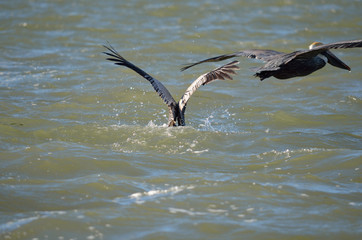brown pelican landing