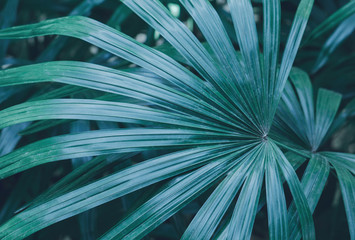 Closeup tropical palm leaf background texture, vintage color tone