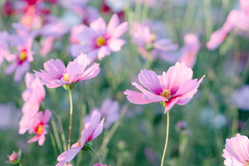 Closeup beautiful pink cosmos flower in the field with sunlight at morning, selective focus