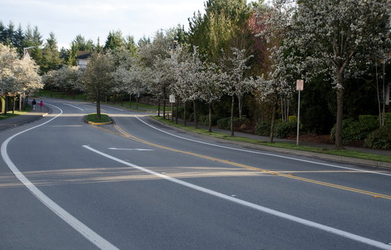 Blooming cherry trees on an empty residential street