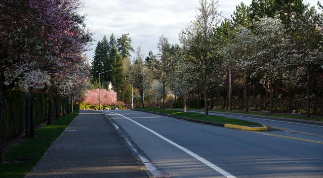 Blooming cherry trees on an empty residential street