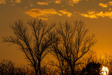 sunset in the forest