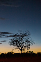 Obraz na płótnie Canvas Sunset Tree