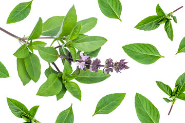 Fresh basil leaves (Ocimum basilicum) and flower isolated on white.