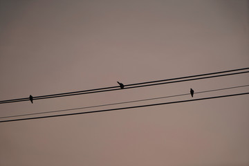 birds on wire