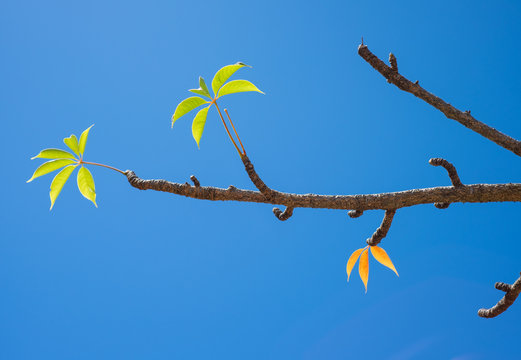 Colorful leaves on a lonely tree branck