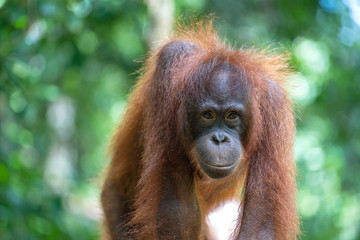 Wild orangutan in rainforest of Borneo, Malaysia. Orangutan mounkey in nature