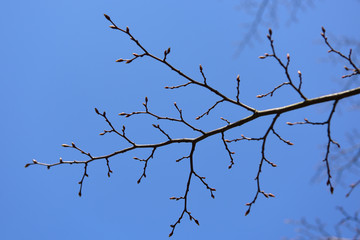 ein baumzweig mit blauem himmel im hintergrund 
