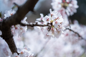 桜の季節