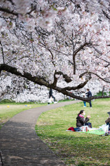 Fototapeta premium 桜と家族
