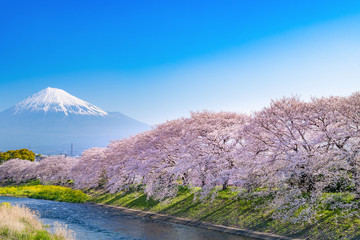 静岡県富士市　龍巌淵の桜と富士山