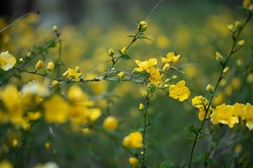 金糸梅と言う名の花