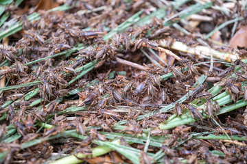 Many crickets in a insect farm in Vietnam