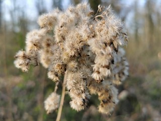 dry grass in the wind