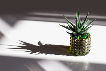 Green Succulent in glass pot on white background with dark shadows and copy space. Creative still life image with small trendy plant.