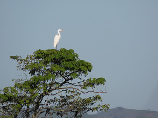 White Heron on the trees in an afternoon in the woods