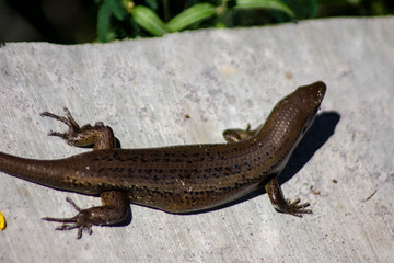 lizard on a rock